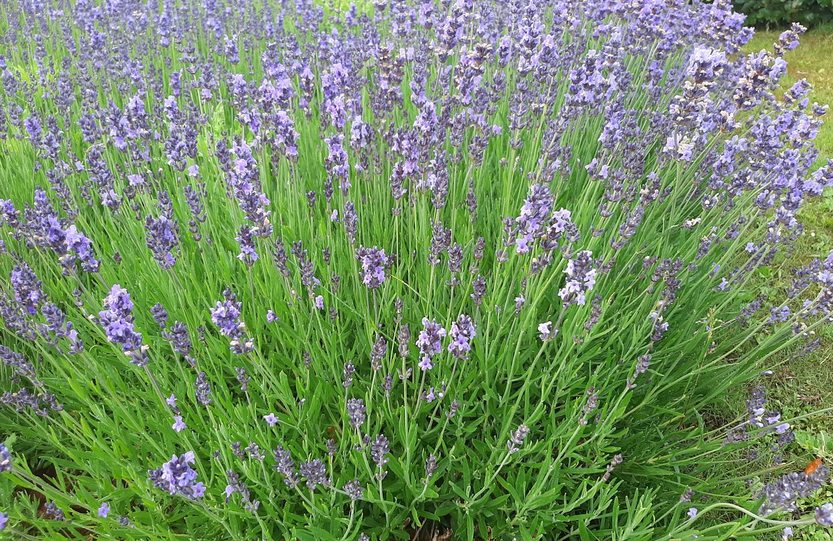 LAVANDULA angustifolia (vera) - Lavande vraie - Lavande fine - pépinières  Lepage Bretagne Bord de mer